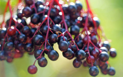 Elderberry: The All-Natural, Immune-Boosting Superfood